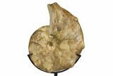 Cretaceous Ammonite (Mammites) Fossil with Metal Stand - Morocco #164229-1